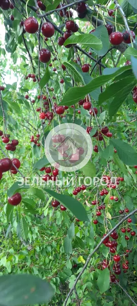 2-комнатная квартира 55.4 кв.м. Железнодорожный п.г.т., Лесная ул., 2