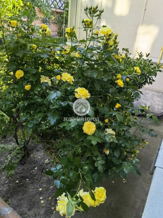 1-комнатная квартира 50 кв.м. Зеленоградск г., Московская ул., 19