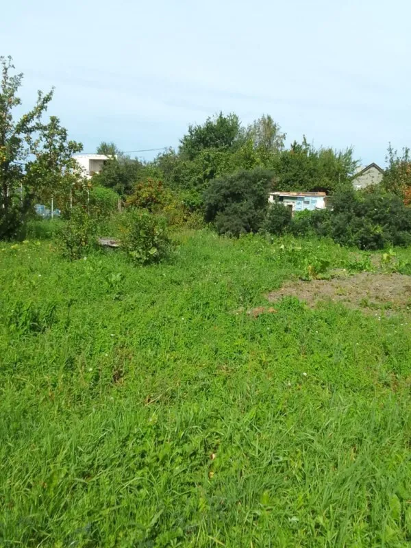 Участок 4 сотки  Сосновка снт