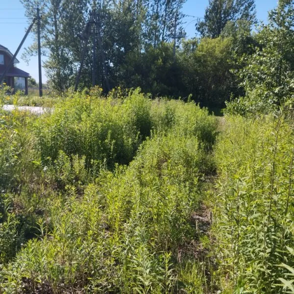 Участок 11 соток  Гурьевск г. Новая Кленовая ул.