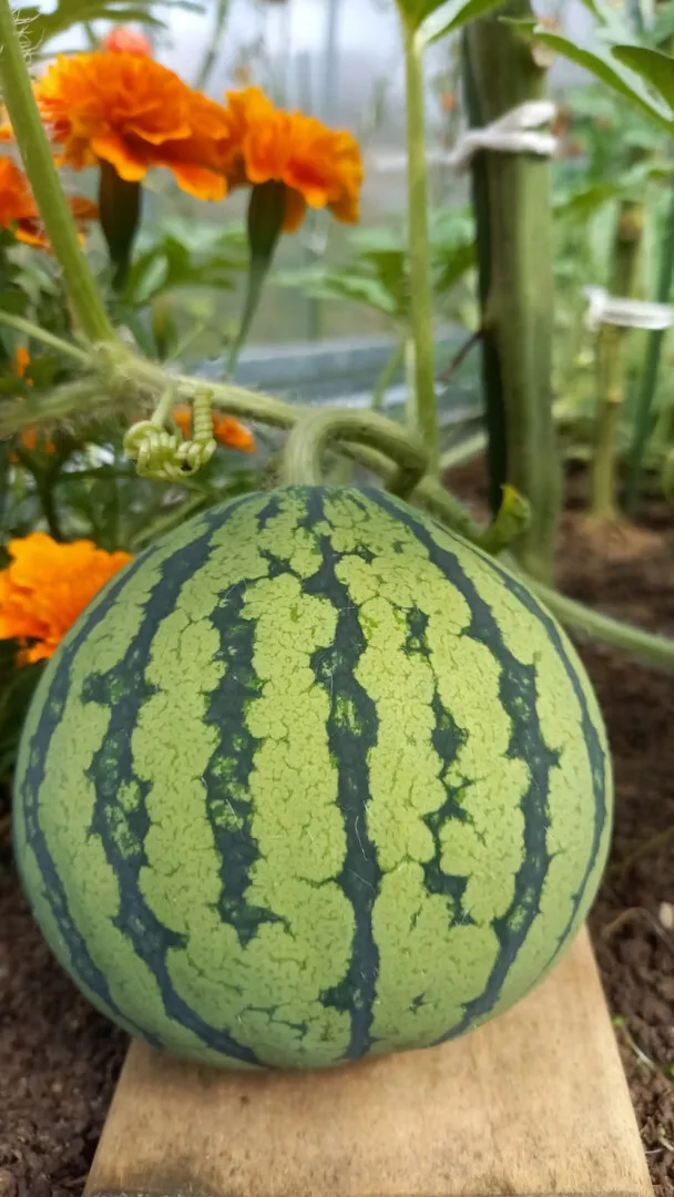 Дом 76 кв.м. Калининград г., 1, к А (фото 23 из 25)