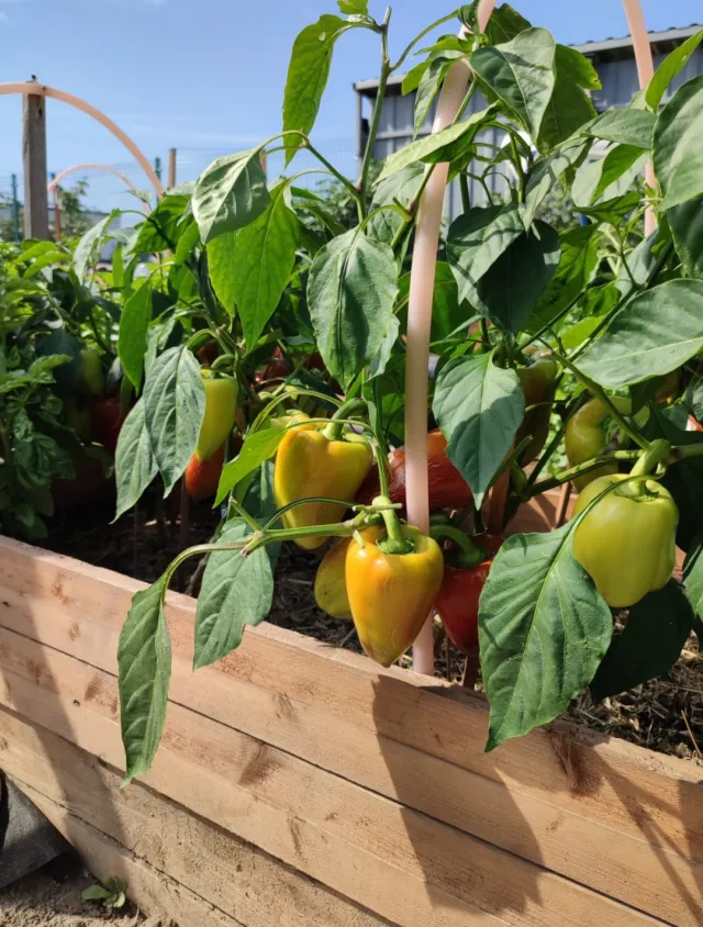 Дом 313 кв.м. Кузнецкое п., Петровская ул., 28