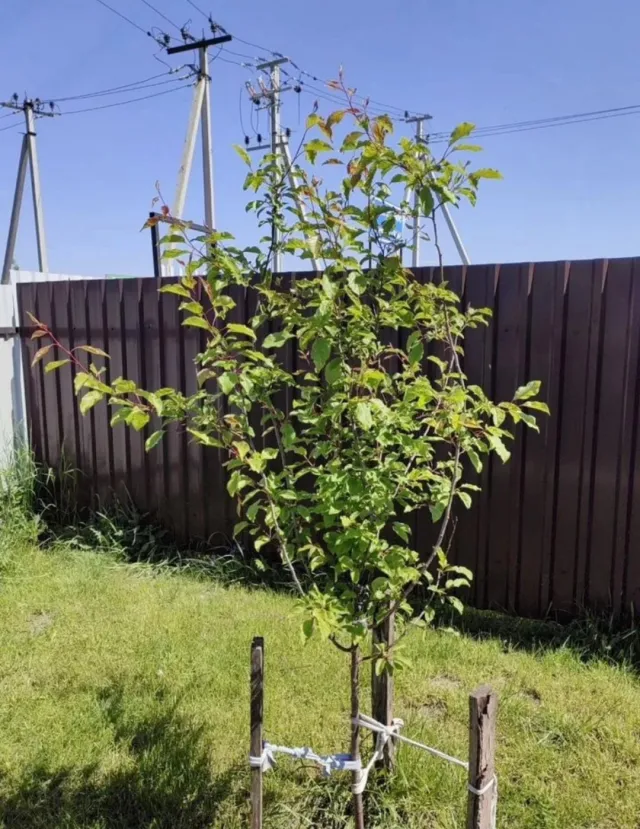 Таунхаус 80 кв.м. Авангардное п., 