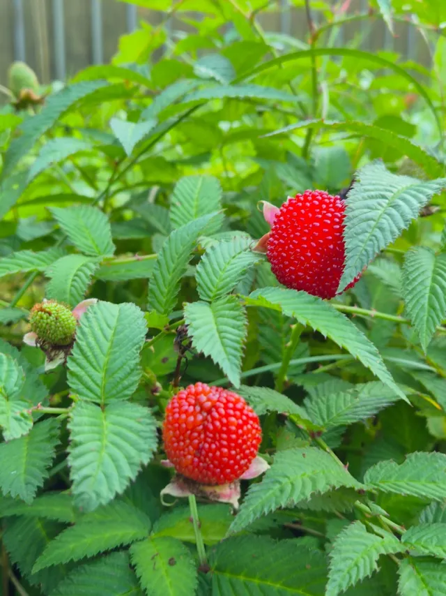 Дом 85 кв.м. Заостровье тер. СНТ,  (фото 28 из 33)