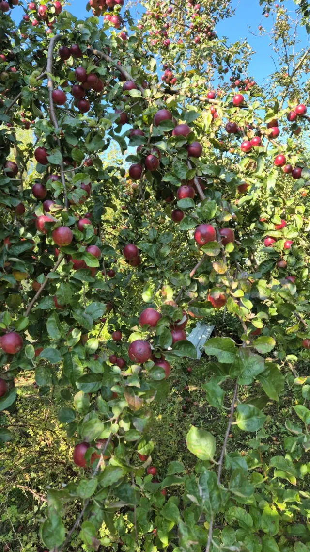 Дом 85 кв.м. Заостровье тер. СНТ,  (фото 29 из 33)